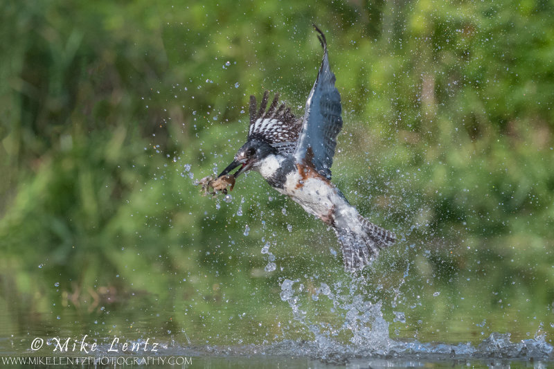 Belted Kingfisher splashes with Crayfish