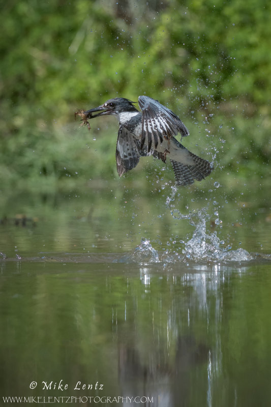 Belted Kingfisher splashes up with crayfish