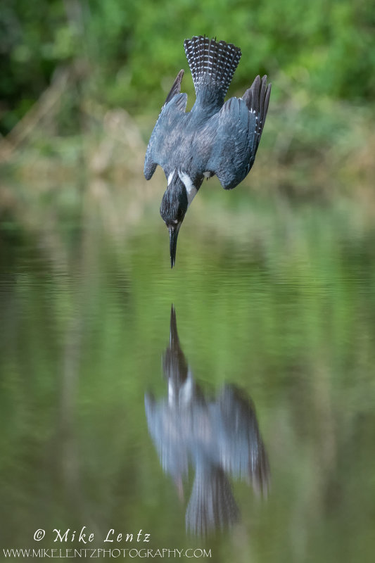 Belted Kingfisher about to hit water