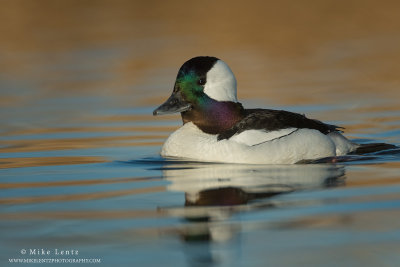 Bufflehead duck in two tone waters