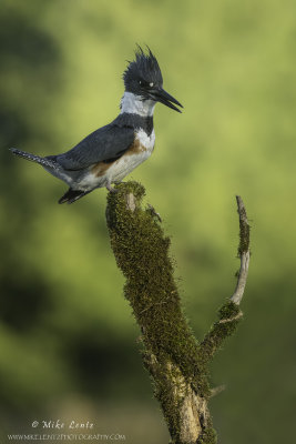 Belted Kingfisher on perch