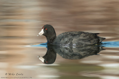 Coot on golden waters