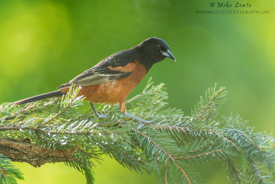 Orchard Oriole on pine