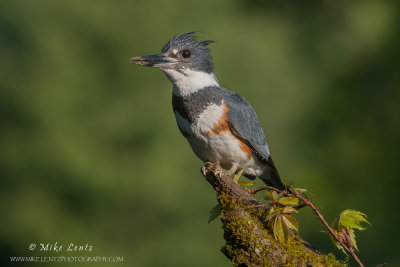 Belted Kingfisher (female) on log with vine