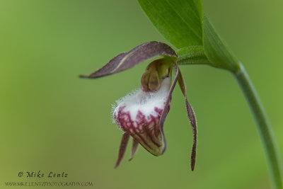 Ramshead orchid (Cypripedium arietinum)