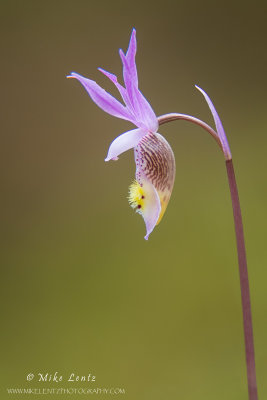 Calypso Orchid (Calypso bulbosa) aka... Fairy Slipper
