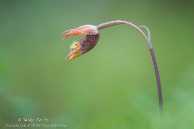 Calypso Orchid emerging  (Calypso bulbosa) aka... Fairy Slipper