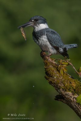 Belted Kingfisher male with Stickleback minnow