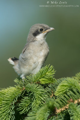 Loggerhead shrike baby in pines
