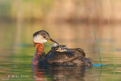 Red-necked grebe feather pass.jpg
