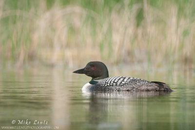 Common Loon in pretty reeds