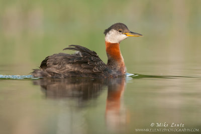 Red-necked Grebe on pristine waters