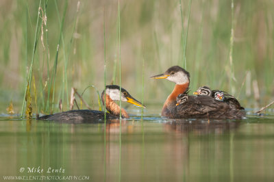 Red-necked Grebe family in reeds