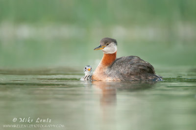 Red-Necked Grebe admiration