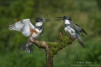 Belted Kingfisher male & female
