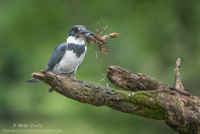 Belted Kingfisher with Crayfish