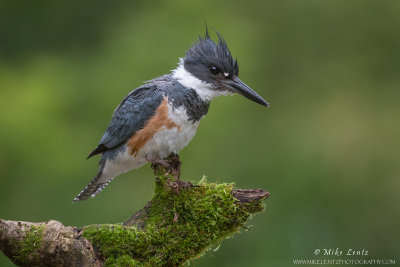 Belted Kingfisher on mossy perch