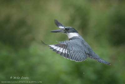 Belted Kingfisher flies upwards