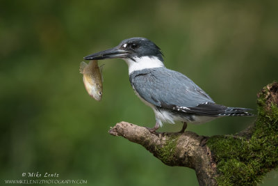 Belted Kingfisher with Sunfish