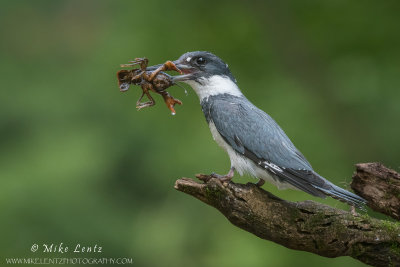 Belted Kingfisher with crayfish side profile