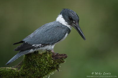 Belted Kingfisher on mossy hunting perch