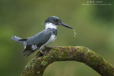 Belted Kingfisher male dripping