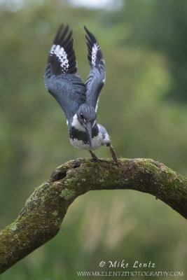 Belted Kingfisher wings up.jpg