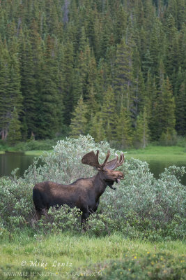 Moose in Rocky Mountains