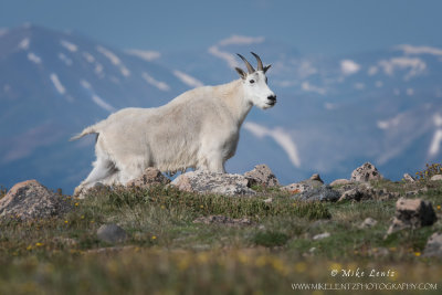 Mountain goat on Mount Evans