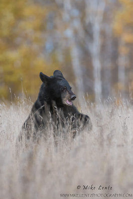 Black Bear in fall field