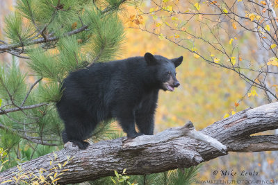 Black bear on tree limb in autumn
