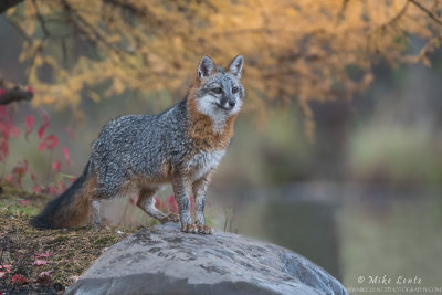 Grey Fox autumn pond