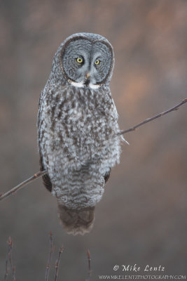 Great Gray owl on branch