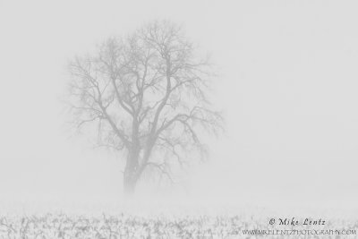 Tree in winter fog