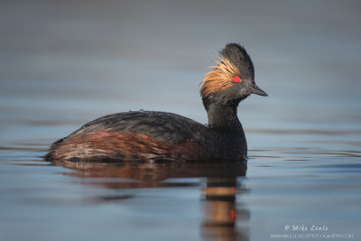 Eared Grebe on blue waters