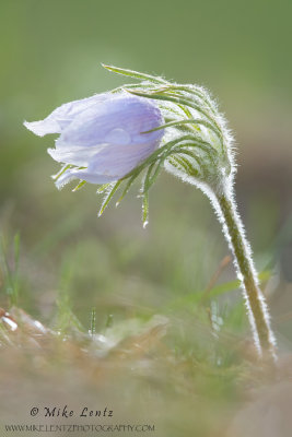 Pasque Flower backlit