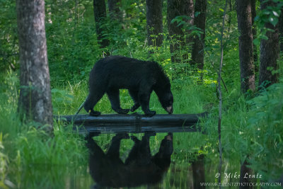 Black Bear walks across log reflecting in stream