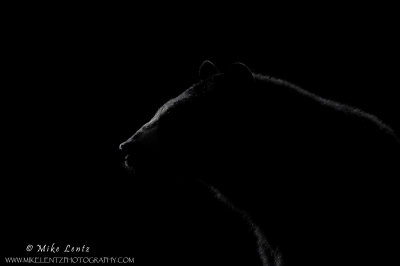 Black Bear backlit