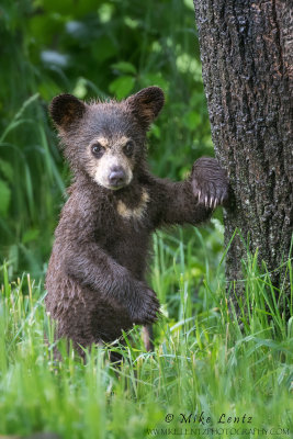 Black Bear Cub leans on tree