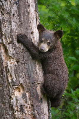 Black Bear Cub climbs on dead tree