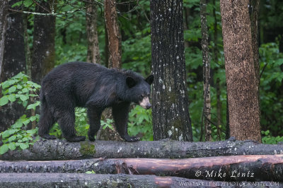 Black Bear walks across logs