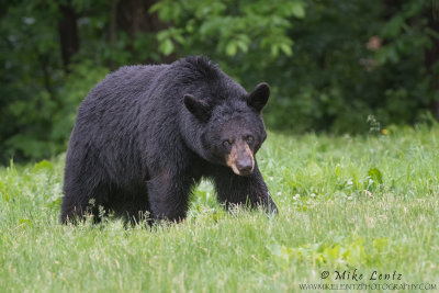 Black Bear male strolls through grasses