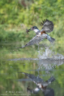 Belted Kingfisher erupts from stream with crayfish