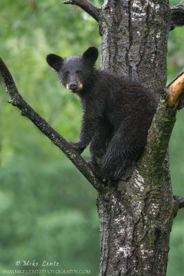 Black Bear Cub in tree
