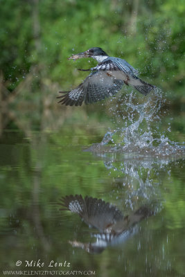 Belted Kingfisher irruption from water