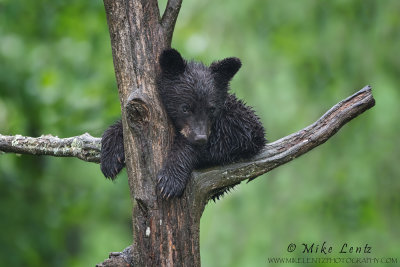 Black Bear cub snoozing in tree