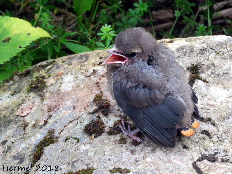 Jaseur dAmérique - juv - Cedar Waxwing