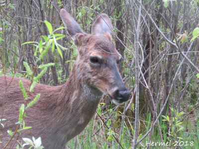 Chevreuils(Cerf de Virginie) - Deer