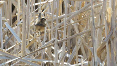 Troglodyte des marais - Marsh Wren