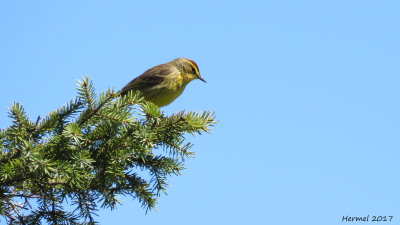 Paruline à couronne reousse - Palm Warbler